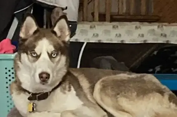 Lost Husky Alert: Spotted Near Miami & Ewing!