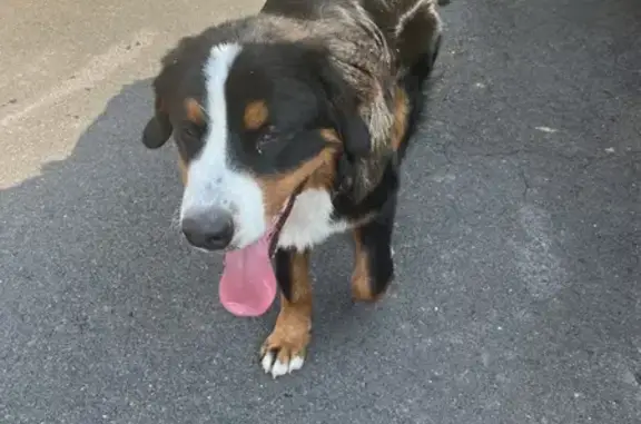 Chien Bouvier Bernois Trouvé - photo