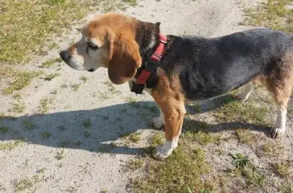 Chien trouvé Kerlouan, photo: Beagle perdu à Kerlouan