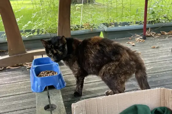 Chat écaille de tortue trouvé - photo