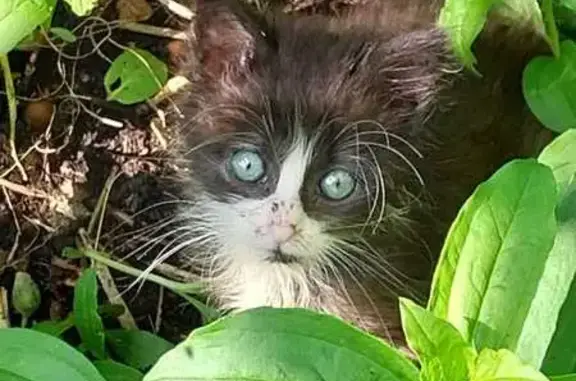 Animaux perdus Vernouillet, photo: Chaton noir et blanc perdu à Vernouillet