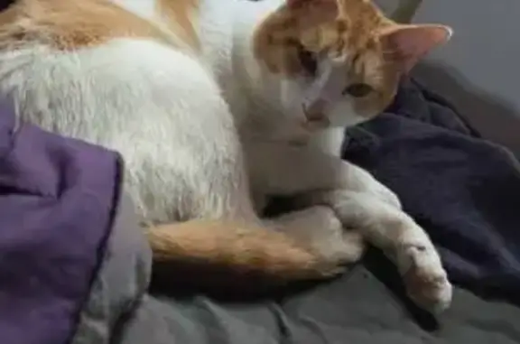 Lost Orange & White Male Cat - 4 Mile Rd, Racine