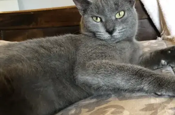 Lost Russian Blue Cat in Edmond – Help!