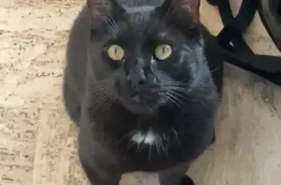 Animaux perdus Bourges, photo: Chat Franck disparu à Foulonne