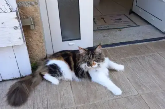 Animaux perdus , photo: Chatte Maine Coon Perdue - Alvignac