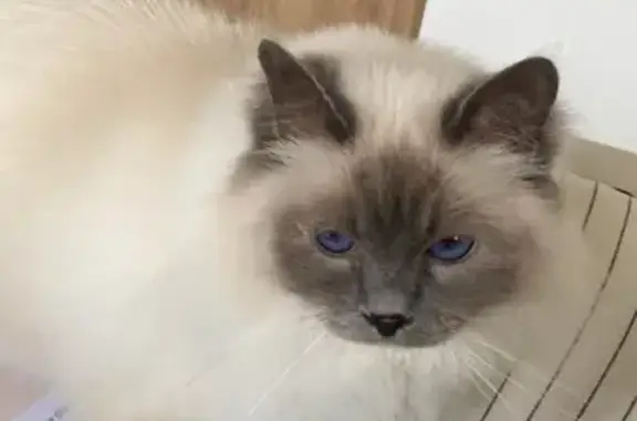 Animaux perdus , photo: Chat Roxy perdu près de Meru