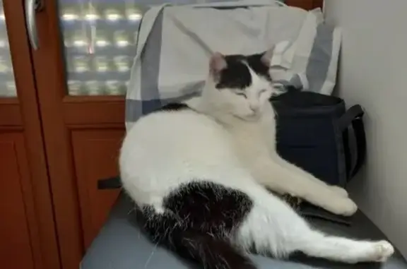 Animaux perdus , photo: Chatte blanche tachetée perdue