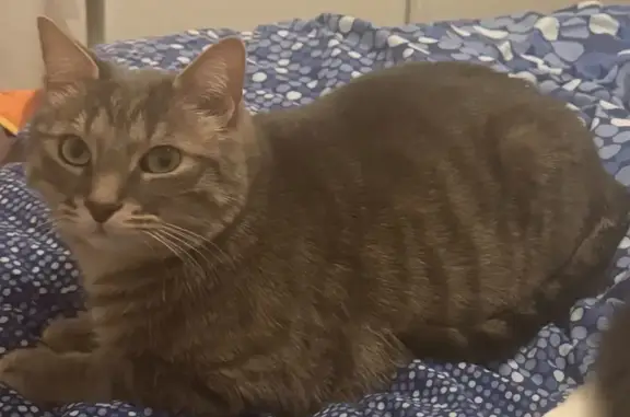 Animaux perdus Cahors, photo: Chat Ritou Disparu à Cahors