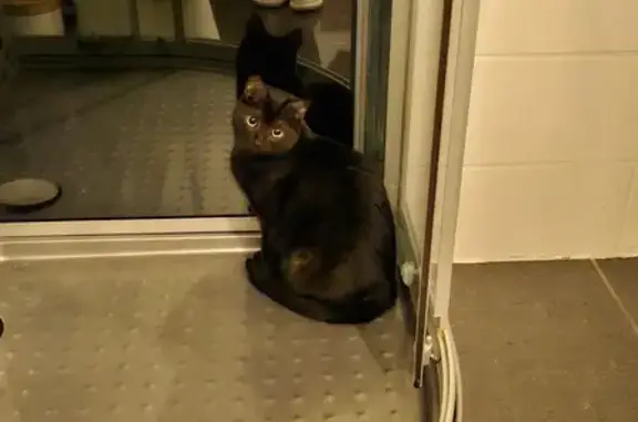Animaux perdus Réhon, photo: Chat noir perdu à Réhon