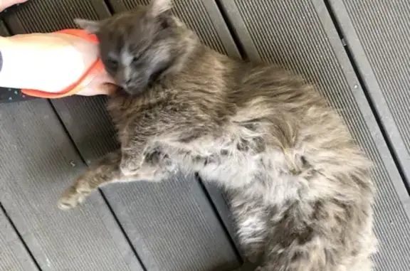 Chat chartreux trouvé à Sèvres - photo