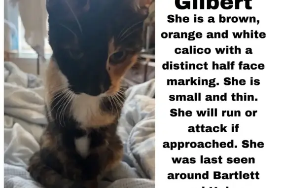 Lost Calico Cat in Beverly - Help Find Her!