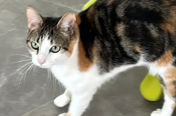 Chat perdu, , photo: Chatte tricolore perdue à Montlhéry