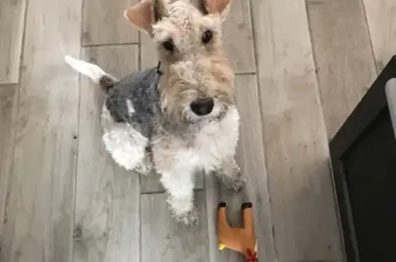 Animaux perdus , photo: Chien Fox-terrier Perdu au Reposoir