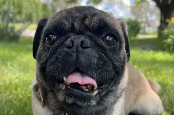 Found Pug: Tan Male on Brunswick Ave, MN!