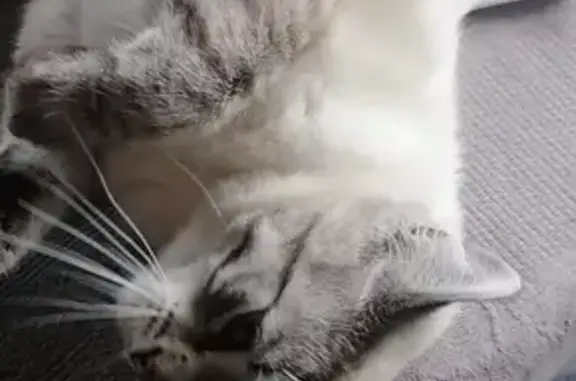 Chat perdu, , photo: Chat Siamois-Persan Perdu à Valsemé
