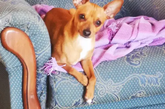 ¡URGENTE! Buscamos a Coco, Mini Pinscher Perdido