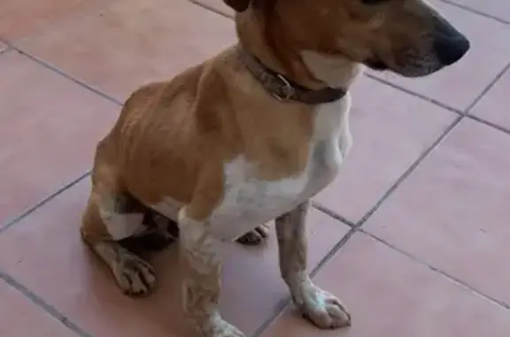 ¡Ayuda! Perrito Mestizo Hallado en Benicasim