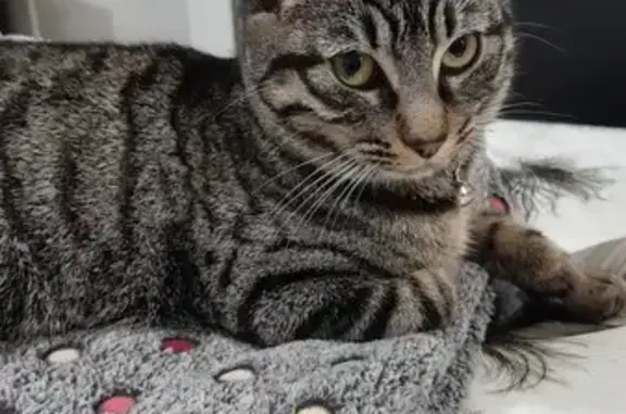 Chat trouvé Marzan, photo: Chatte grise/marron disparue
