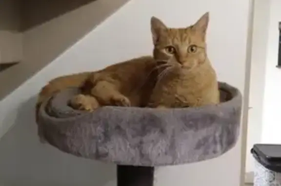 Chat perdu, Poulx, photo: Avis de recherche: Gaïa, chat roux