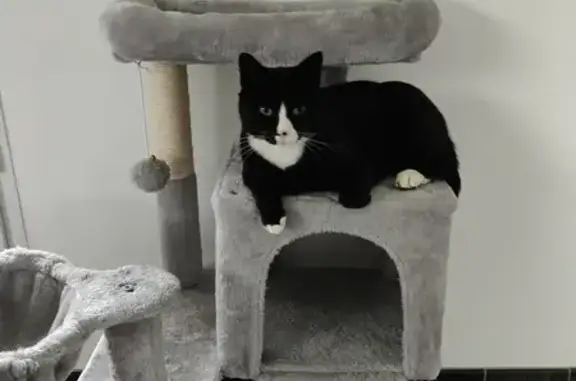 Animaux perdus Portieux, photo: Chat noir perdu, pattes blancs