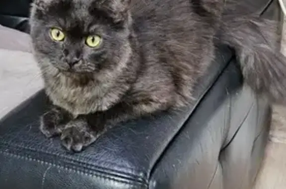 Animaux perdus Champagné-les-Marais, photo: Chatte noire/grise perdue à Champagné
