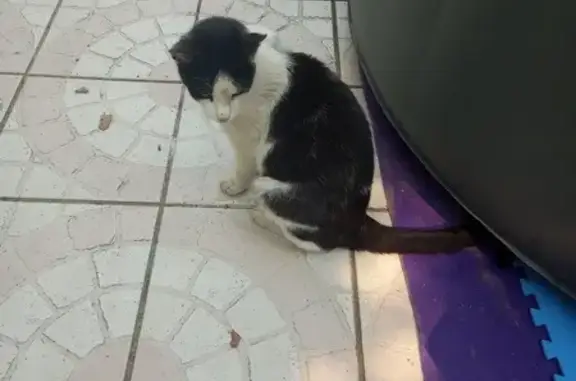 Chatte noire et blanche trouvée - photo