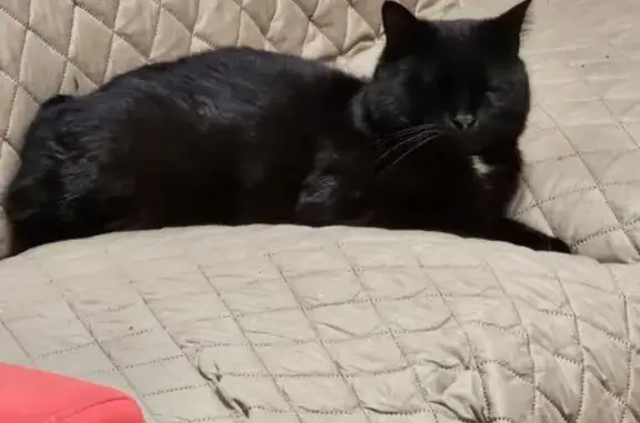 Lost Black Cat with Whisper-Meow | NY 147-44