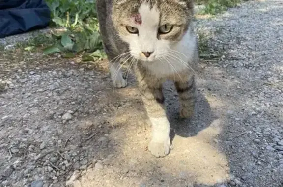 Chat retrouvé à Fréjus, PACA - photo