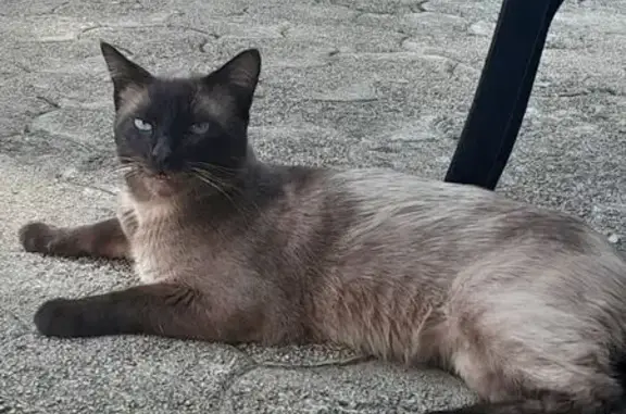 Chat siamois perdu à Boucau - photo