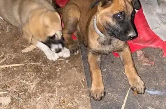 ¡Alerta! Cachorros Perdidos: Mastín y Malinois