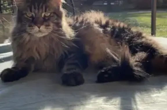 Chat perdu, , photo: Chat écaille de tortue disparu