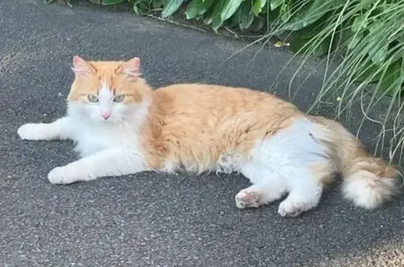 Chat perdu près de la bibliothèque - photo
