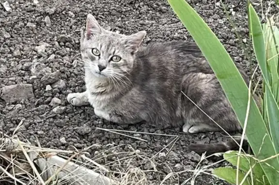 Chat tigré vu à St-Amand - photo