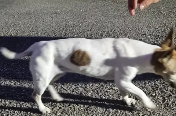 Chien trouvé Échalas, photo: Chien presque aveugle trouvé à Échalas