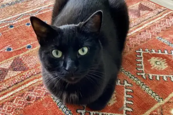 Lost Black Cat with Green Eyes - Salt Lake City