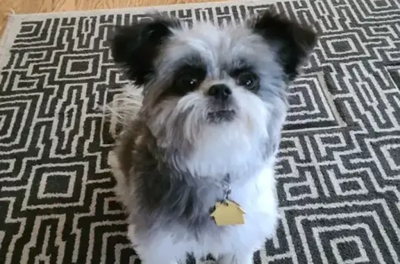 Lost Shy Shih Tzu-Yorkie Mix in Burnsville!