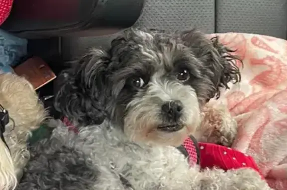 Help Find Sadie: Tiny Grey Poodle Lost in Dennis!