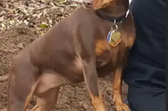 Lost Dog Alert: Help Find Mocha in Blaine!