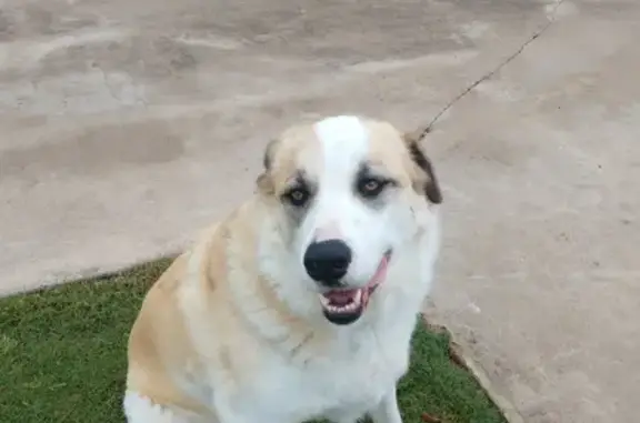 Lost Dog Alert: Shepherd/Pyrenees Mix near CR 1132!