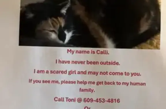 Lost Calico Cat Cali - Help Find Her! | Atlantic City