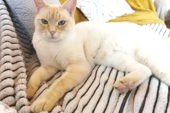 Animaux perdus , photo: Chat européen réd point perdu
