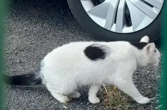 Chat blanc et noir trouvé à Ambert - photo