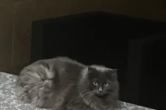 Chat perdu, Montluçon, photo: Chat chartreux gris perdu à Montluçon