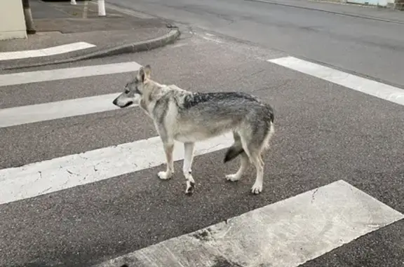 Chien gris/blanc perdu à Montigny - photo