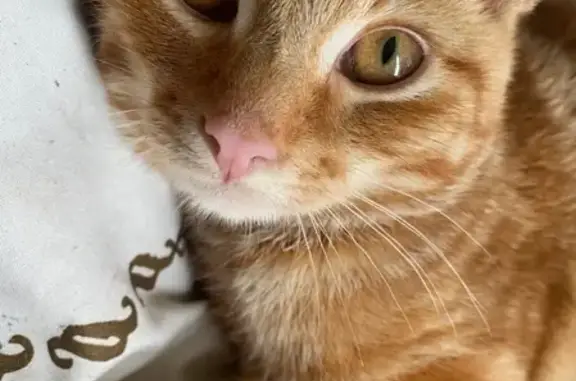 Lost Ginger Kitten with Amber Eyes - Help!