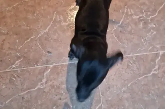 Perros perdidos, , foto: ¡Ayuda! Perrita Negra Mestiza Perdida en Fortuna