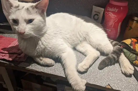 Chat blanc et tigré trouvé à Cherbourg - photo