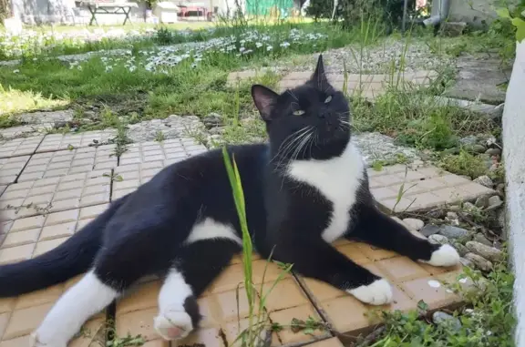 Gato Negro y Blanco Perdido en La Mareta