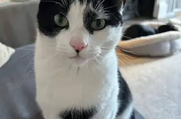 Lost Male Cat in Yeadon - Black & White!