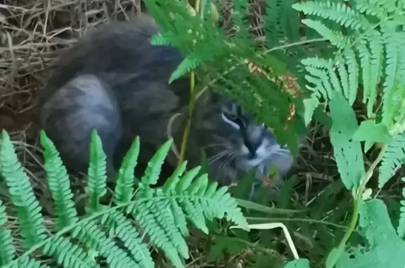 Animaux trouvés , photo: Chat gris perdu à Giscos